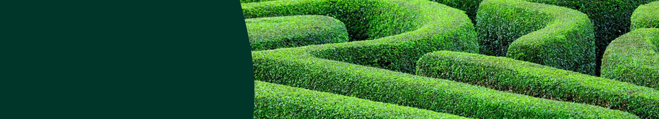 a hedge maze